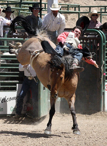 Painted River – which guided Mason Clements into the money in Guymon, Okla., in 2014 – became the first Pete Carr Pro Rodeo ranch-raised horse to be chosen to the Wrangler National Finals Rodeo. The young mare helped Jake Brown to the Round 6 victory at the 2015 NFR.